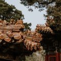 日本の住宅事情に合わせた風水的な観葉植物の選び方と注意点