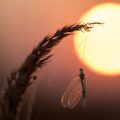蚊遣り豚と日本の夏風物詩：風水視点での活用法