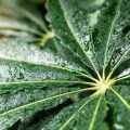 観葉植物を使った梅雨の湿気調整と風水効果