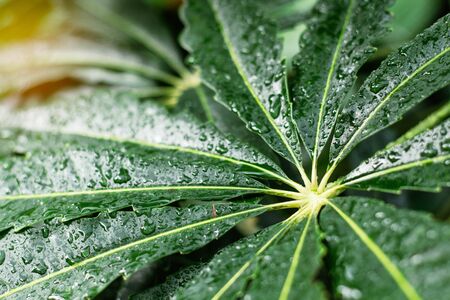観葉植物を使った梅雨の湿気調整と風水効果