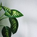 観葉植物のサイズがリビング・ダイニングに与える風水効果の違いとは