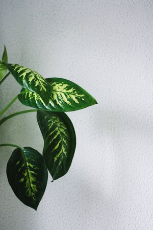 観葉植物のサイズがリビング・ダイニングに与える風水効果の違いとは