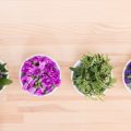 春分の植物風水：新生活を彩る花と観葉植物の選び方