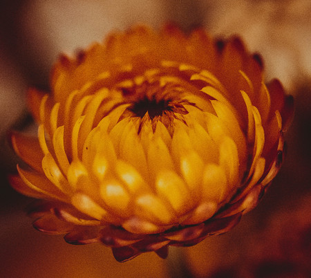 恋愛に効く最強の花ランキングとその風水的飾り方ガイド