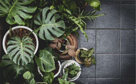 不運を寄せ付けない観葉植物の選び方と配置方法