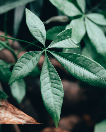 観葉植物を通じて職場コミュニケーションを活発化する方法