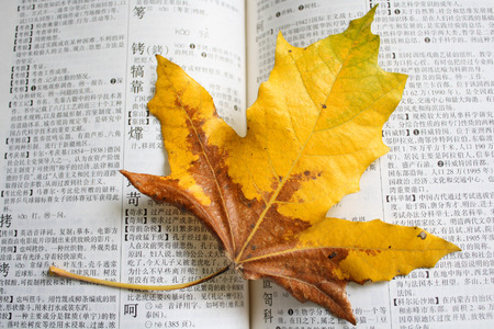 秋分の読書・瞑想と精神的開運への日本的アプローチ