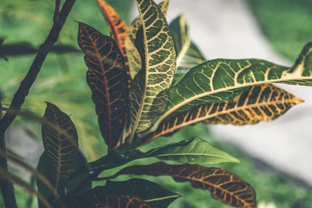 観葉植物で作る家の気の流れと運気アップ法