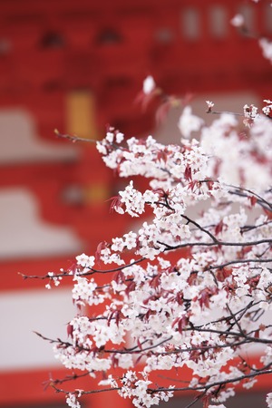 実際に効果を感じた恋愛運がアップする香りと花の体験談＆口コミ集